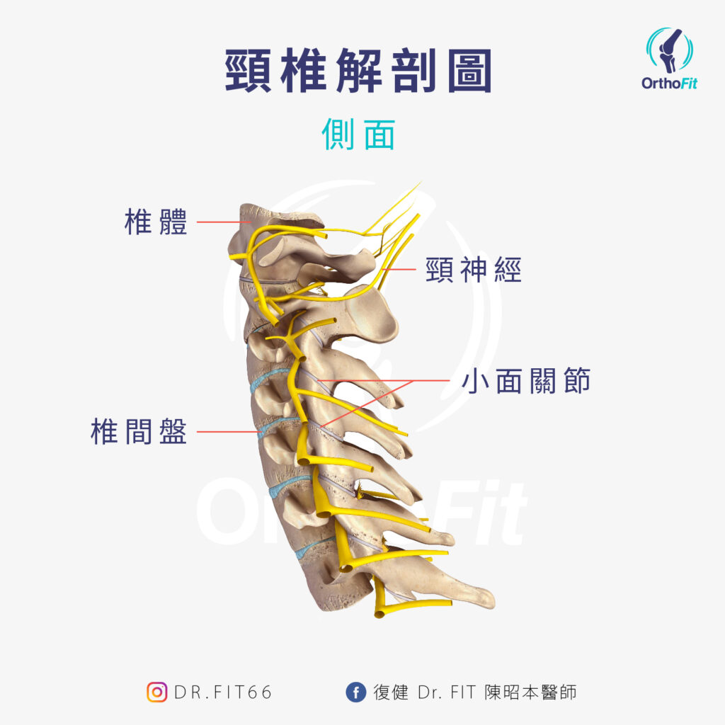 頸椎解剖圖_人體學